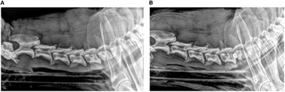 Comparison of Two Surgical Techniques for the Treatment of Canine Disc Associated-Cervical Spondylomyelopathy